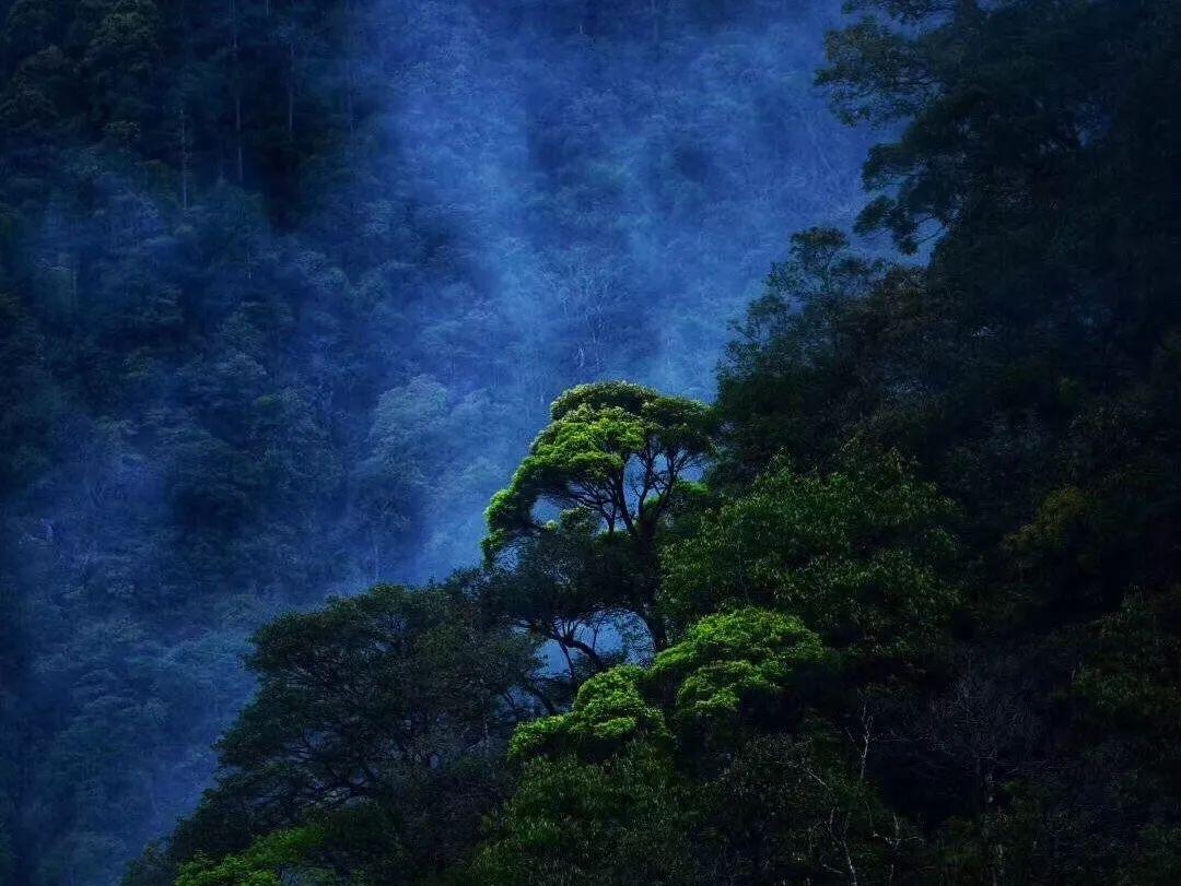 梦幻西游手游